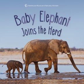 Baby Elephant Joins the Herd