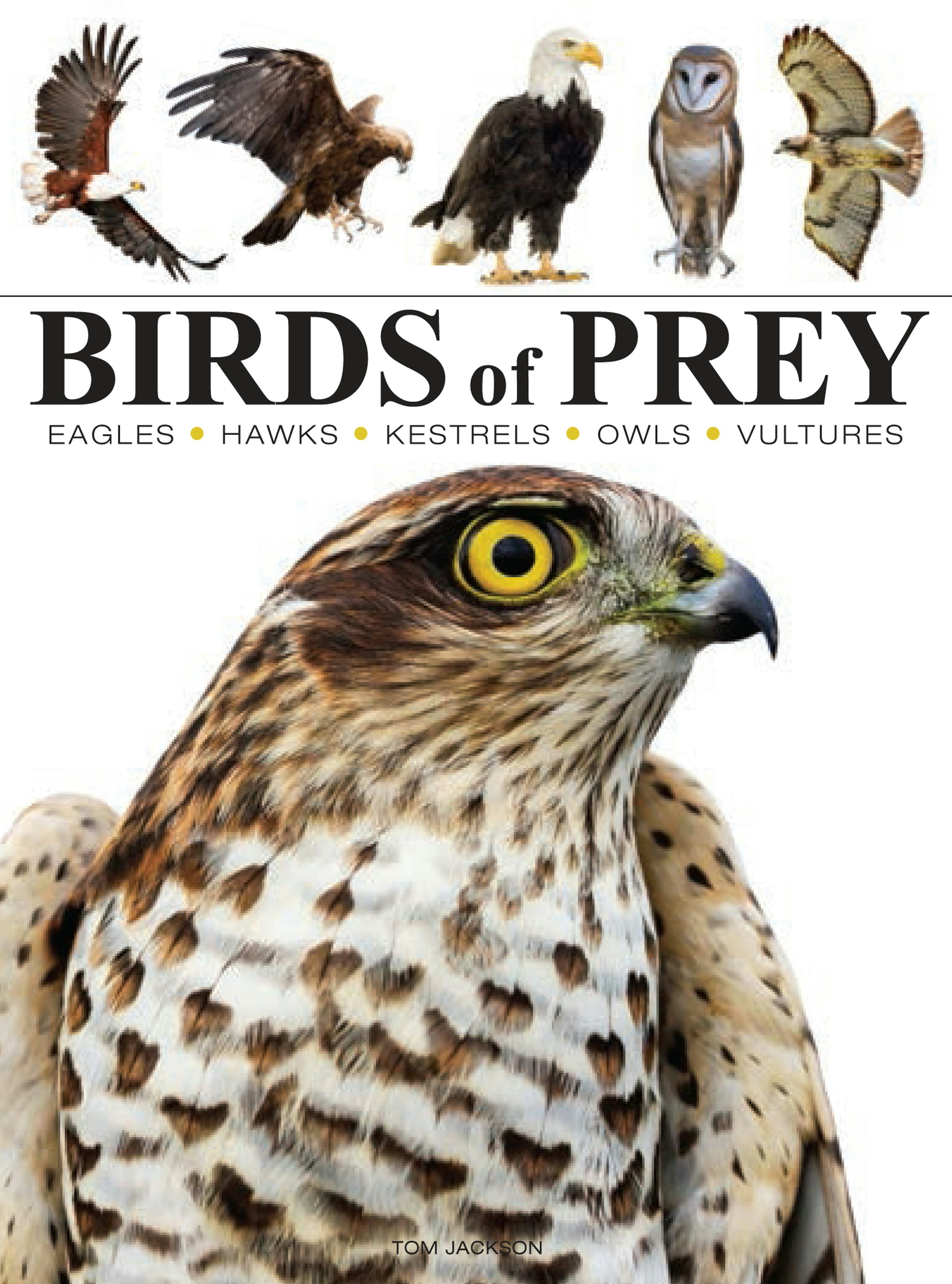 Birds of Prey by Tom Jackson: 9781838863555 - Union Square & Co.