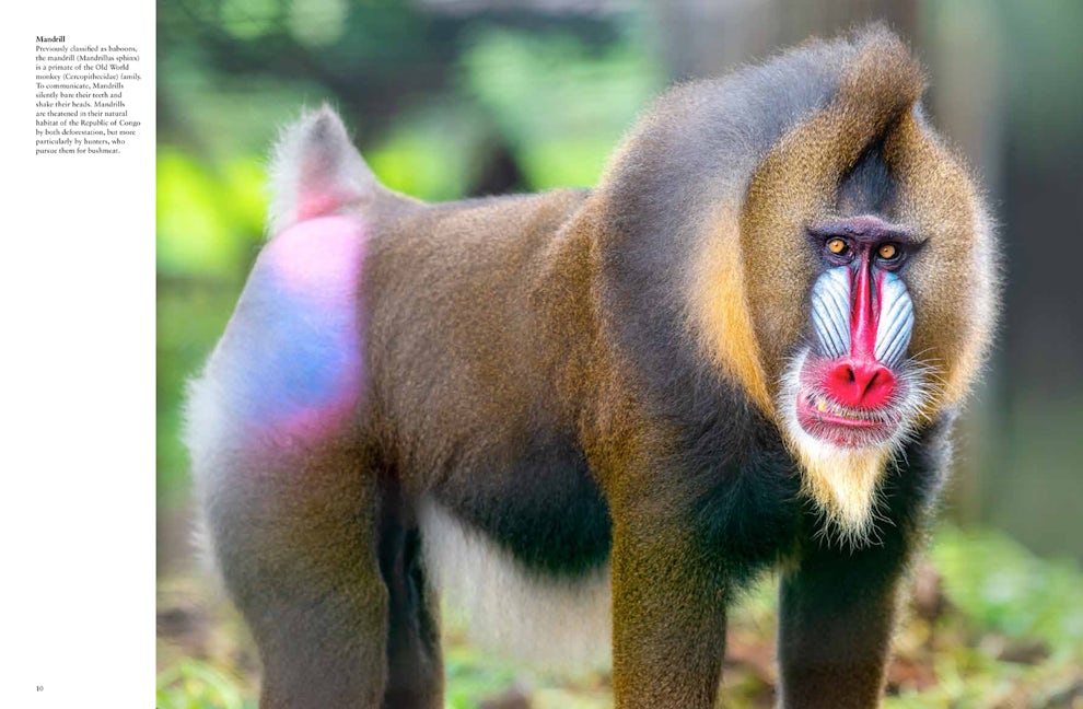 Monkeys: Facts about the largest group of primates